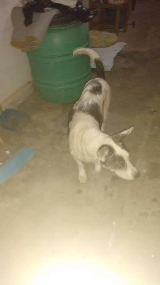 Cachorro ra a SRD idade 3 anos nome Jhonny