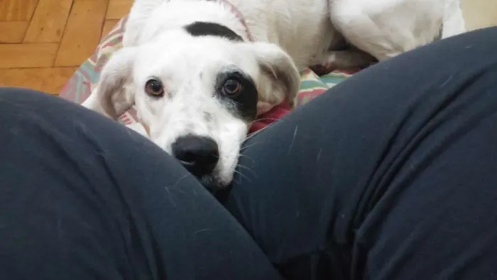 Cachorro ra a SRD idade 7 a 11 meses nome Romã 