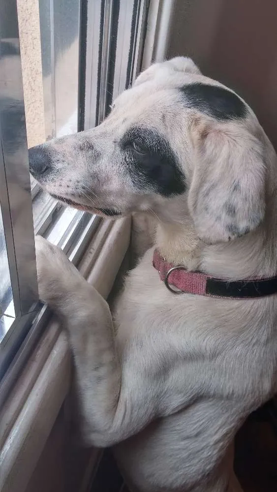 Cachorro ra a SRD idade 7 a 11 meses nome Romã 