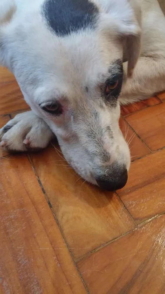 Cachorro ra a SRD idade 7 a 11 meses nome Romã 