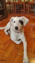 Romã