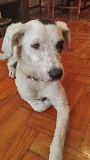 Cachorro raça SRD idade 7 a 11 meses nome Romã 