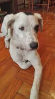 Romã