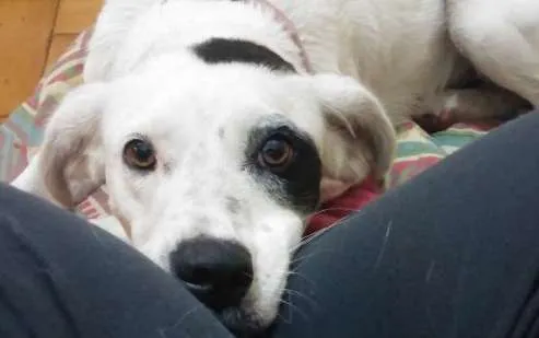 Cachorro ra a SRD idade 7 a 11 meses nome Romã 