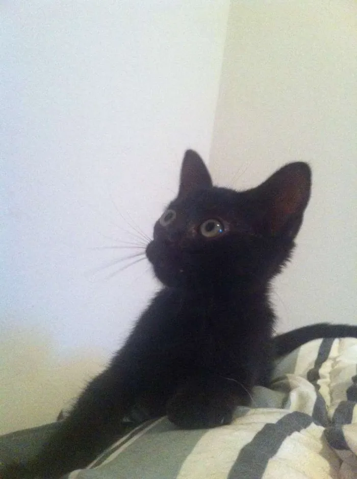 Gato raça  idade Abaixo de 2 meses nome Yoshi
