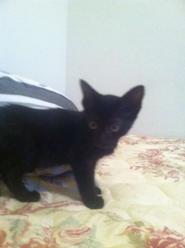 Gato raça  idade Abaixo de 2 meses nome Yoshi