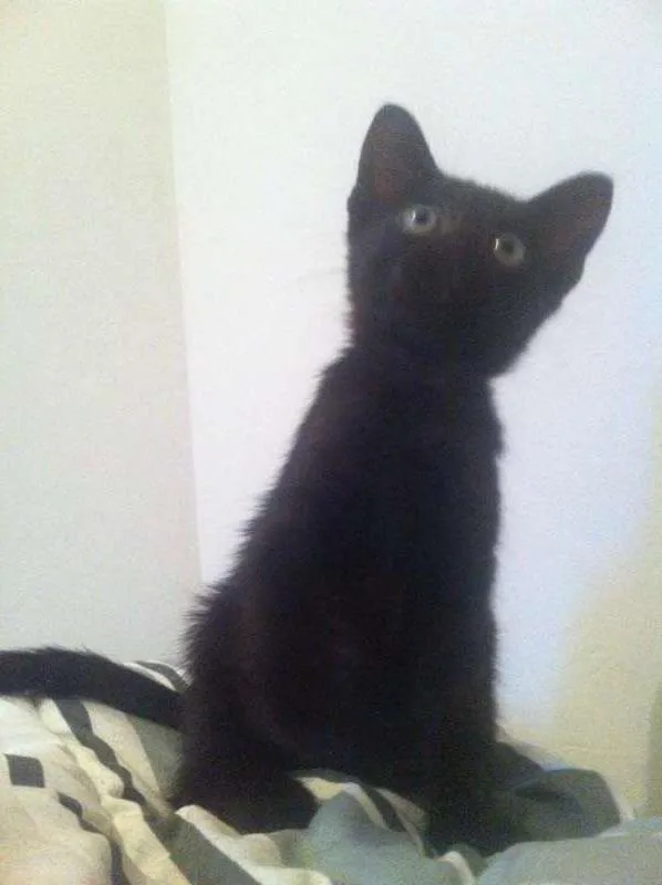 Gato raça  idade Abaixo de 2 meses nome Yoshi