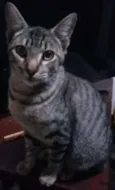 gato