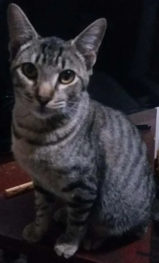 Gato ra a  idade 7 a 11 meses nome gato