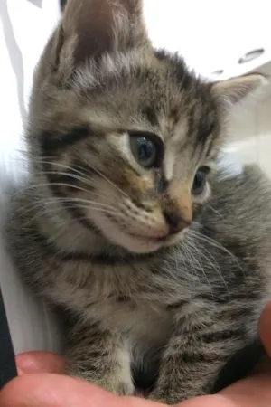 Gato raça Vira lata idade Abaixo de 2 meses nome Não sei