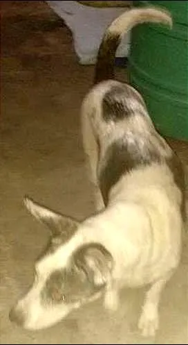 Cachorro raça SRD idade 3 anos nome Jhonny