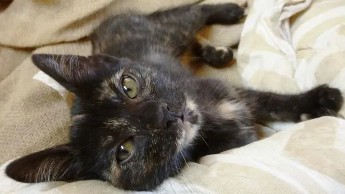 Gato raça Do Amor idade 2 a 6 meses nome Ibiza