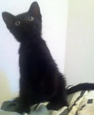 Gato raça  idade Abaixo de 2 meses nome Yoshi