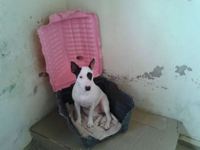 Cachorro ra a BullTerrier idade 1 ano nome Kira