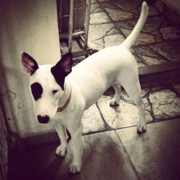 Cachorro ra a BullTerrier idade 1 ano nome Kira
