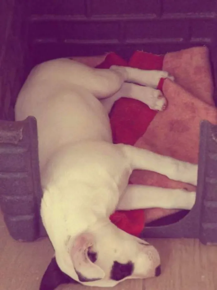 Cachorro ra a BullTerrier idade 1 ano nome Kira