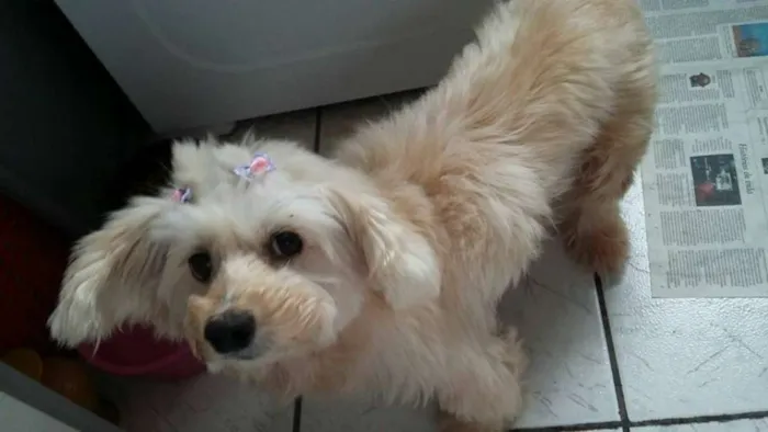 Cachorro ra a SRD idade 6 ou mais anos nome Felicia