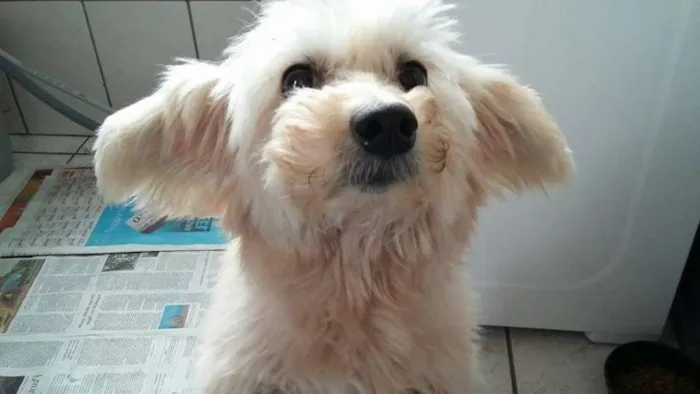Cachorro ra a SRD idade 6 ou mais anos nome Felicia
