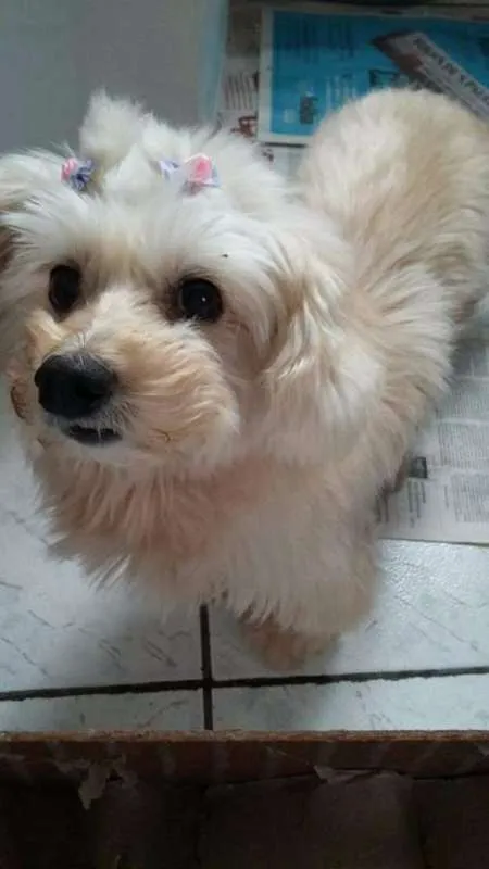 Cachorro ra a SRD idade 6 ou mais anos nome Felicia
