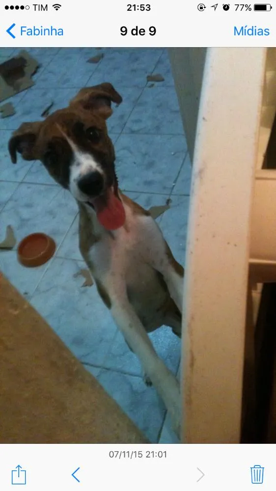 Cachorro ra a SDR - sem raça definida idade 2 a 6 meses nome Elvira