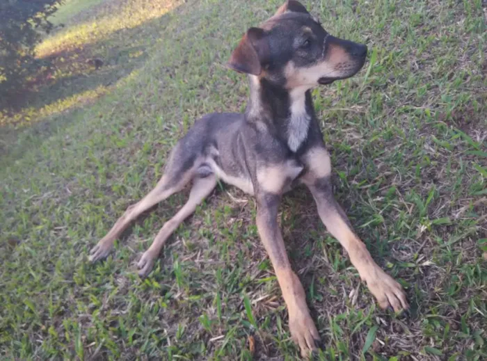 Cachorro ra a SRD idade 1 ano nome Jax