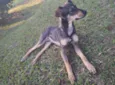 Jax