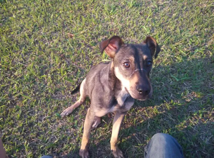 Cachorro ra a SRD idade 1 ano nome Jax