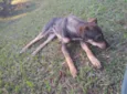 Jax