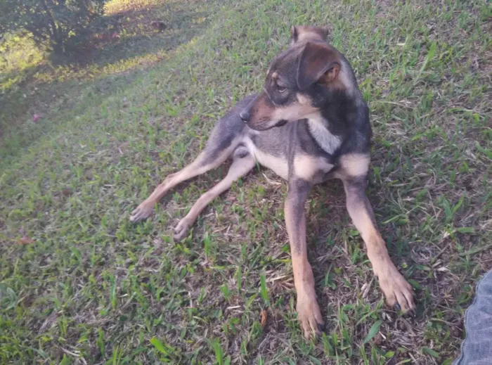Cachorro ra a SRD idade 1 ano nome Jax