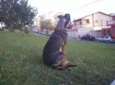 Jax