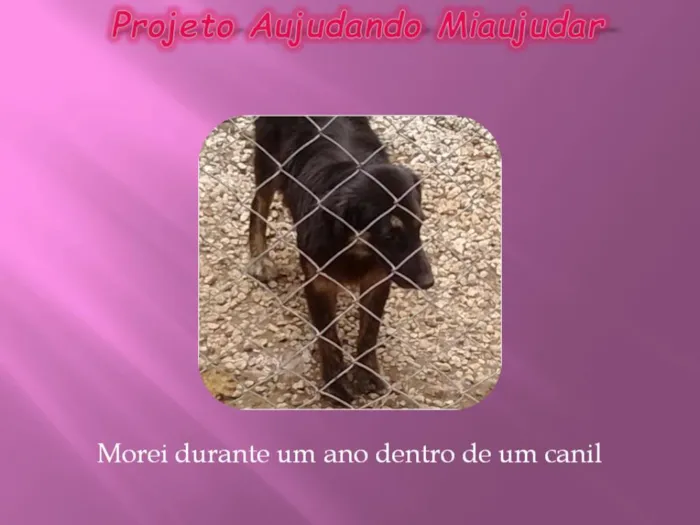 Cachorro ra a LABRADOR/GOLDEM idade 2 anos nome PRETONA