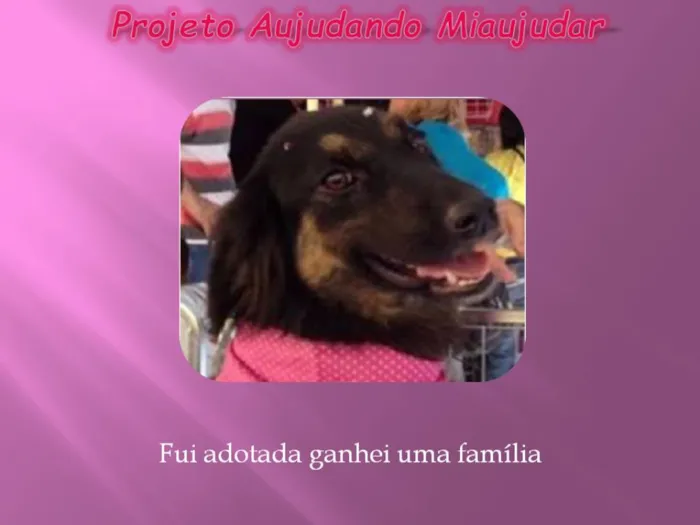 Cachorro ra a LABRADOR/GOLDEM idade 2 anos nome PRETONA