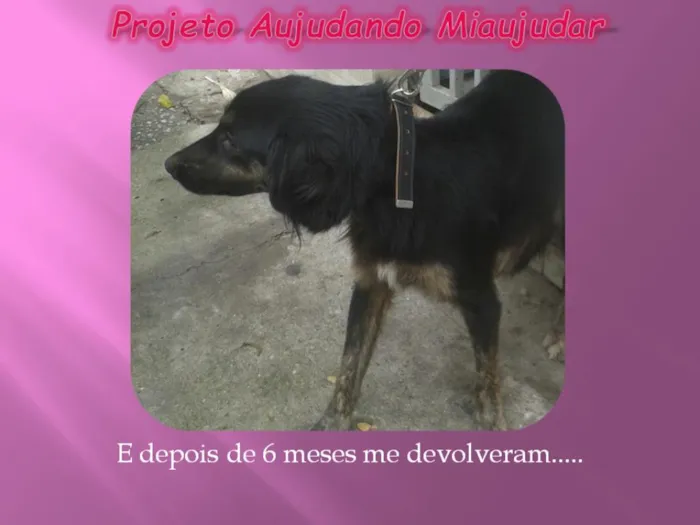 Cachorro ra a LABRADOR/GOLDEM idade 2 anos nome PRETONA
