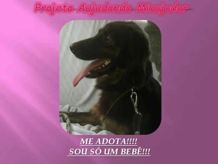 Cachorro ra a LABRADOR/GOLDEM idade 2 anos nome PRETONA