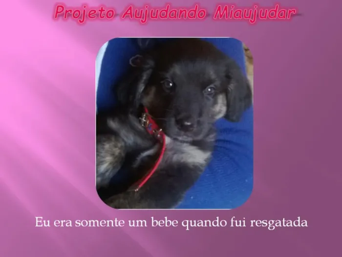Cachorro ra a LABRADOR/GOLDEM idade 2 anos nome PRETONA