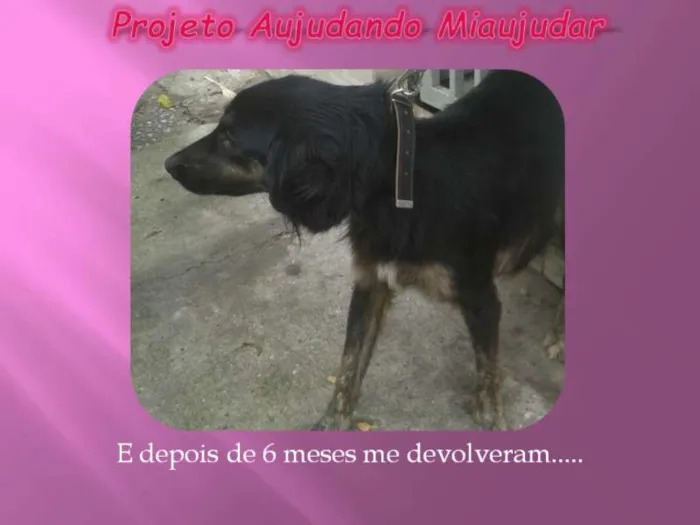 Cachorro ra a LABRADOR/GOLDEM idade 2 anos nome PRETONA