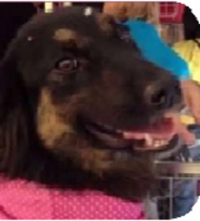 Cachorro ra a LABRADOR/GOLDEM idade 2 anos nome PRETONA