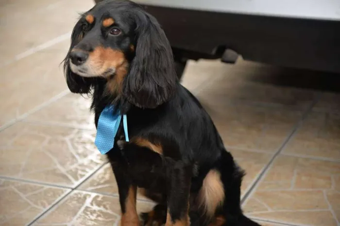 Cachorro ra a SRD idade 5 anos nome BILLY