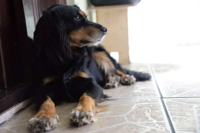 Cachorro ra a SRD idade 5 anos nome BILLY