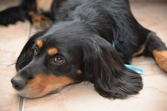 Cachorro ra a SRD idade 5 anos nome BILLY