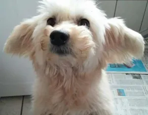 Cachorro raça SRD idade 6 ou mais anos nome Felicia