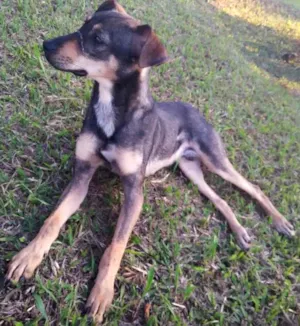 Cachorro raça SRD idade 1 ano nome Jax