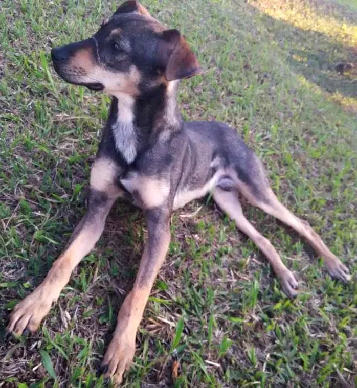 Cachorro ra a SRD idade 1 ano nome Jax