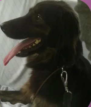 Cachorro raça LABRADOR/GOLDEM idade 2 anos nome PRETONA