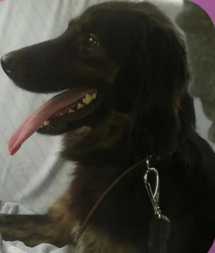 Cachorro ra a LABRADOR/GOLDEM idade 2 anos nome PRETONA