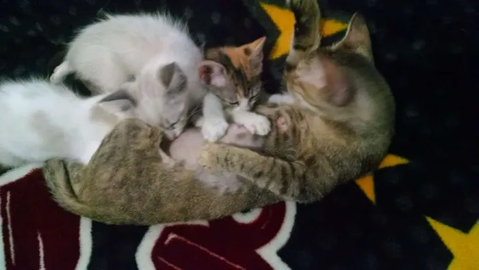 Gato ra a Não sei informar idade 2 a 6 meses nome Não possui nomes