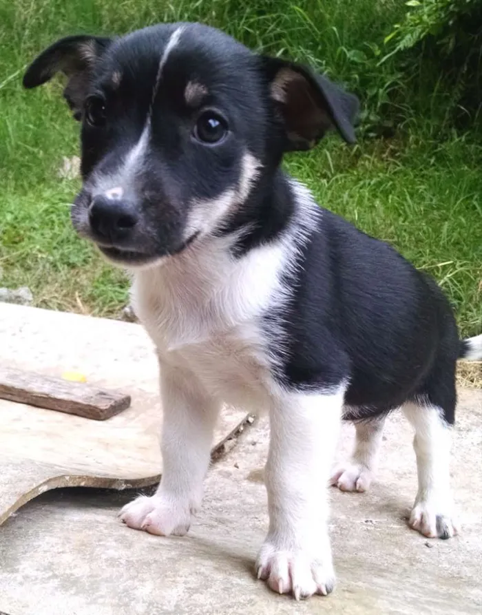 Cachorro ra a mestiço idade Abaixo de 2 meses nome Juquinha