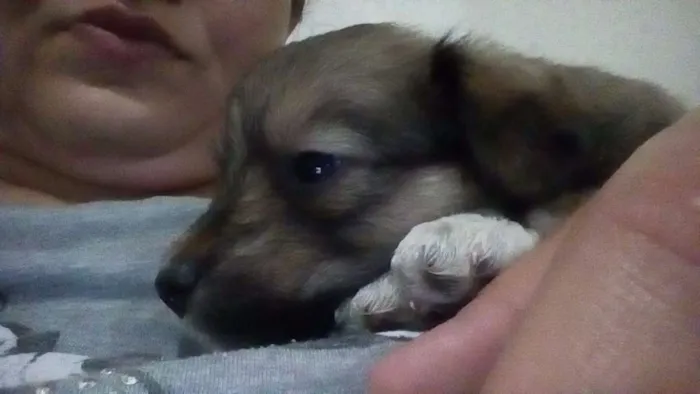 Cachorro raça Srd idade Abaixo de 2 meses nome Filhotes