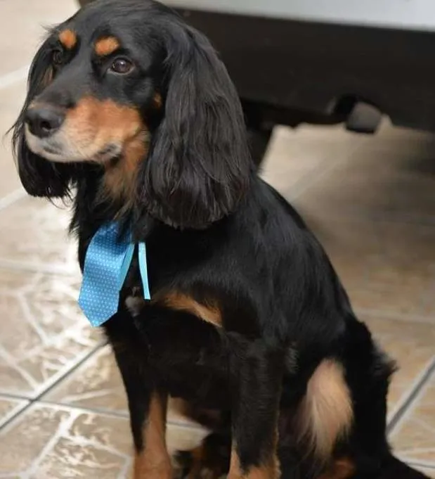 Cachorro ra a SRD idade 5 anos nome BILLY
