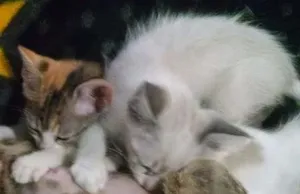 Gato raça Não sei informar idade 2 a 6 meses nome Não possui nomes